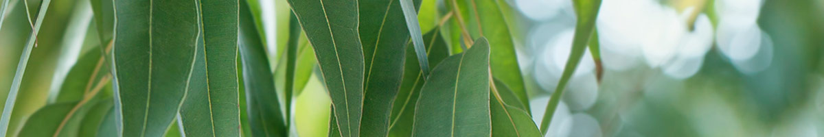 Eucalyptus Globulus