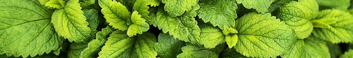 Menthe Poivrée