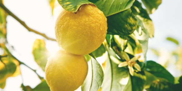 L'huile essentielle de citron : Le booster de cet automne