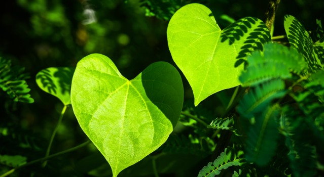 Protégez-vous naturellement grâce aux huiles essentielles