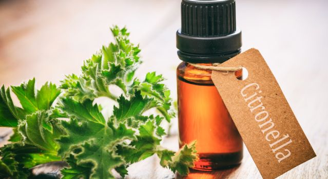 Les huiles essentielles anti-moustique