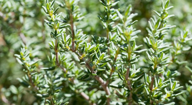 Les vertus de l'huile essentielle de thym